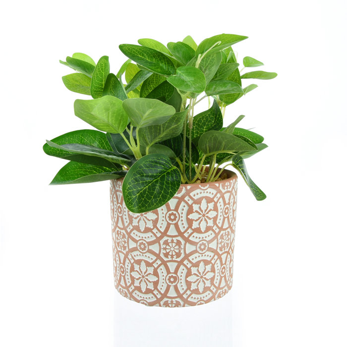 The Seasonal Aisle Desktop Foliage Plant in Pot & Reviews Wayfair.co.uk